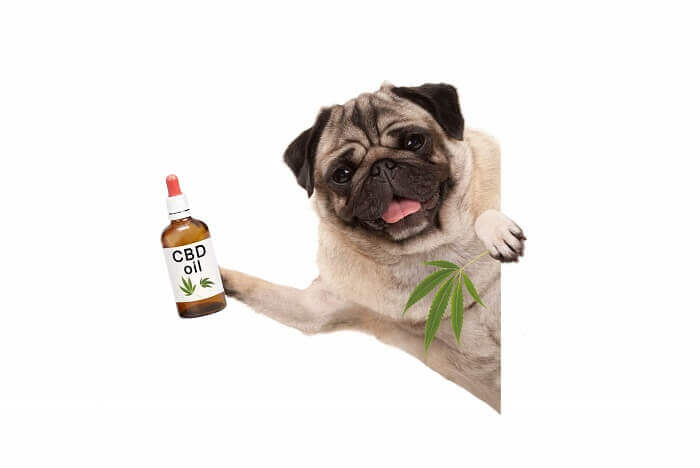 CBD for pets, CBD oil for pets