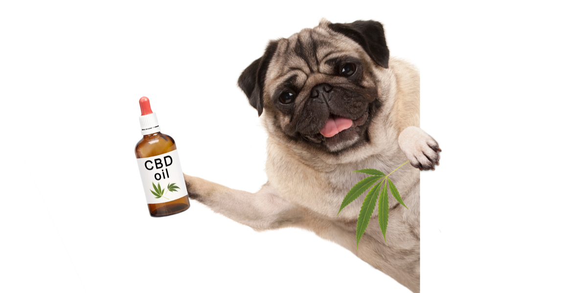 cbd for pets