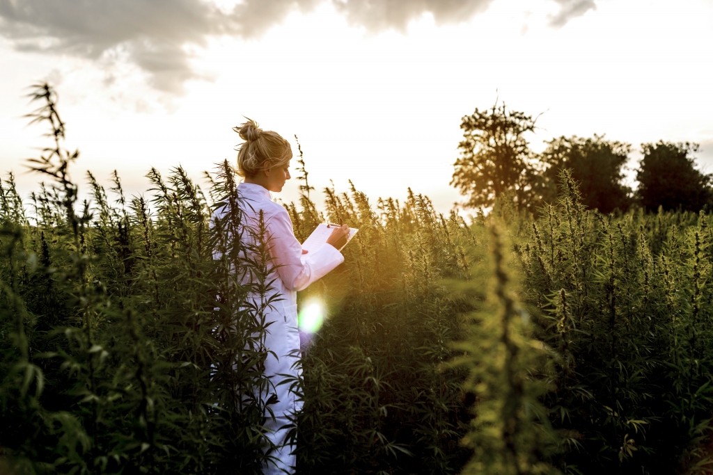 CBD Legality