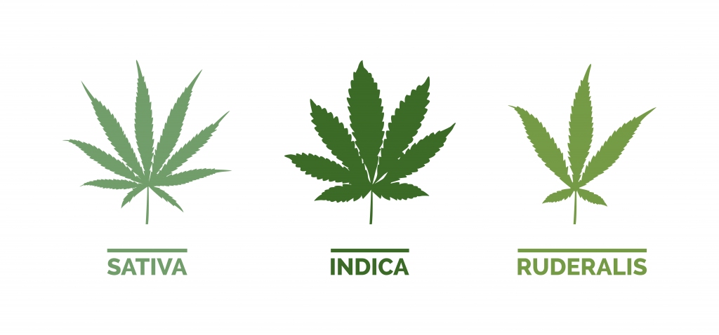 Hemp vs marijuana, Difference between hemp and marijuana, CBD 101