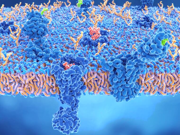 What is cannabigerol, endocannabinoid system, cbg