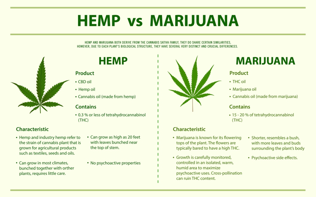 Hemp vs marijuana, Difference between hemp and marijuana, CBD 101