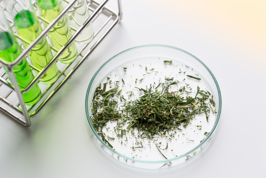Cannabinoid, what is a cannabinoid, medical marijuana, cannabis, cbd