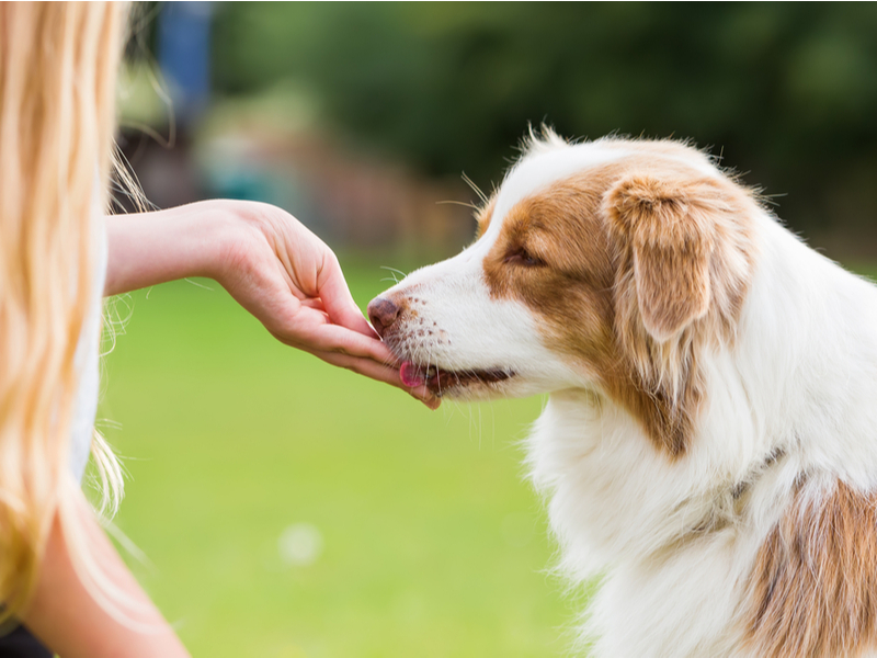 cbd dog treat