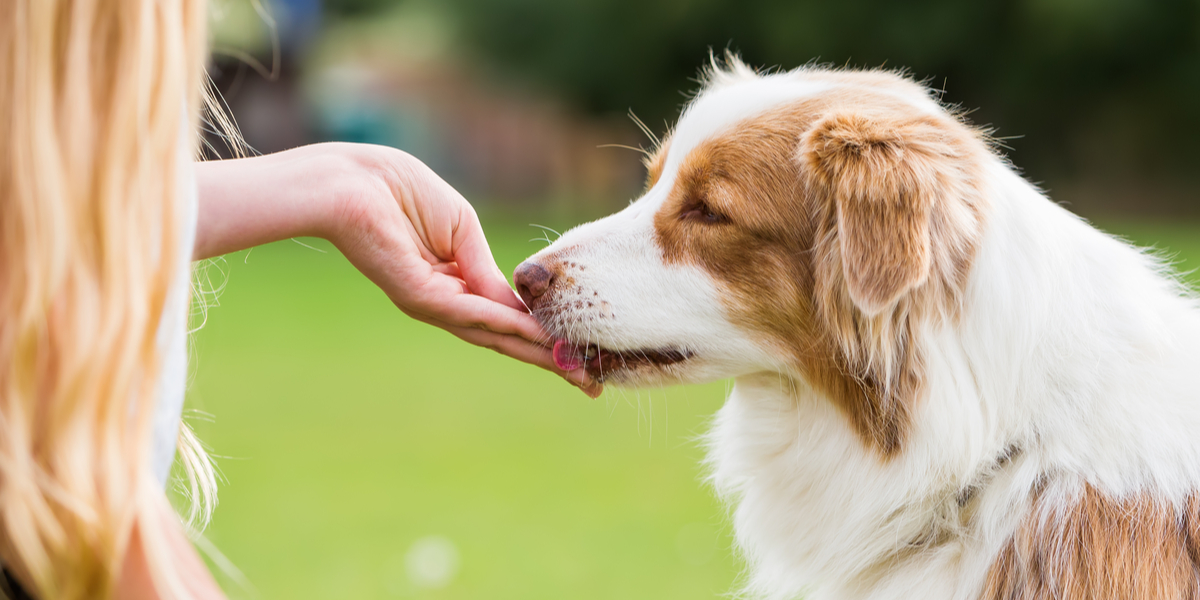 cbd dog chews